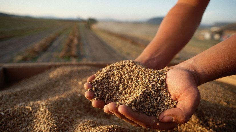 Минсельхоз России готовит предложения по квотированию импорта семян