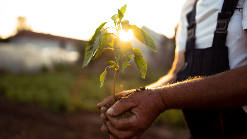 Нутрициолог Суханова рассказала, чем грозит неправильное употребление проращённых семян