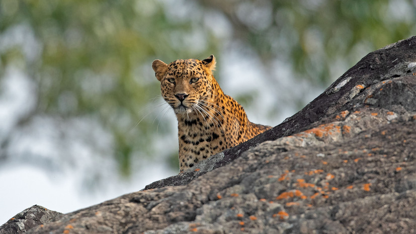 Минприроды утвердило программу расселения леопардов в Приморье