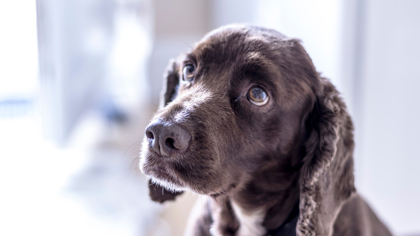 Кинологи рассказали, как собаки понимают эмоции человека