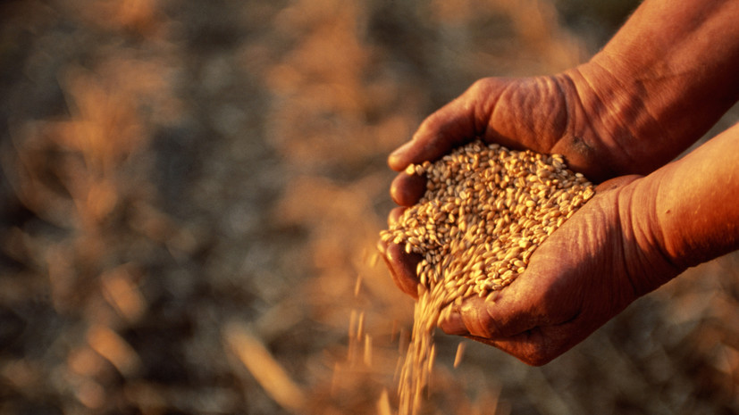 Еврокомиссия: импорт пшеницы с Украины в ЕС за год вырос с 287 тыс. тонн до 2,85 млн