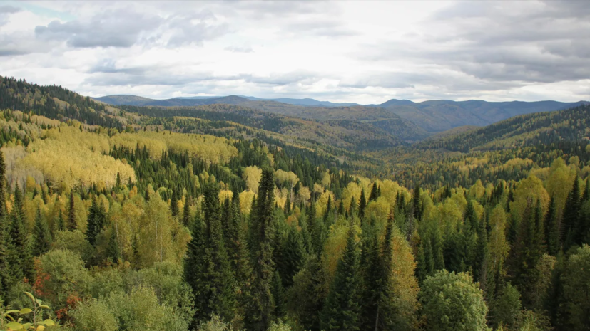 Удмуртии выделят более 136 млн рублей на восстановление леса