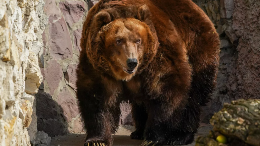 Зоолог Арутюнян назвал медведя «предсказывающим» наступление весны животным