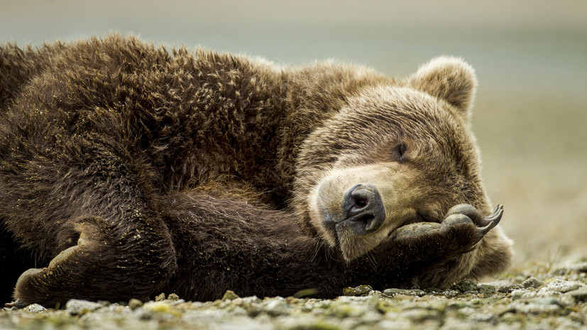 Московский зоопарк принял изъятых у контрабандистов медведей