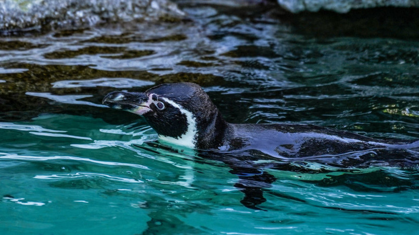 В Новой Зеландии обнаружили останки крупнейшего пингвина весом 154 кг