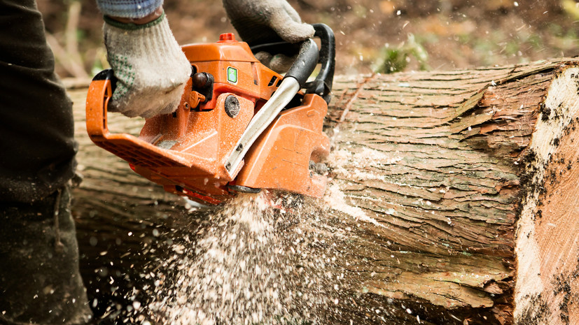 Объём незаконных рубок древесины в России снизился в 1,6 раза в 2022 году