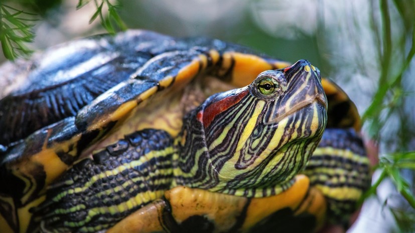 «Эффективная стратегия контроля»: учёные прояснили картину экспансии американских красноухих черепах в Евразии