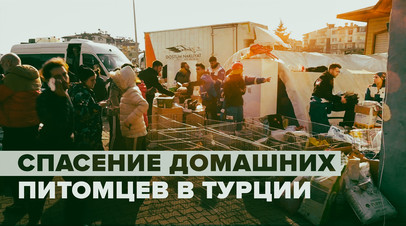 Спасение пострадавших от землетрясения животных в Турции видео