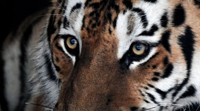 В Хабаровском крае отловили второго амурского тигра, который охотился на собак