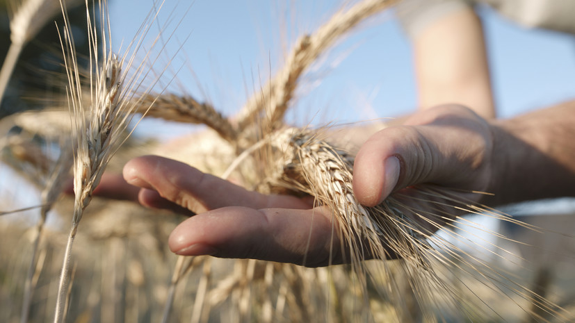 МИД России: Москва вынуждена констатировать, что зерновая сделка не работает