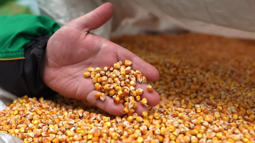 Минсельхоз России изучает возможность новых закупок зерна в госфонд