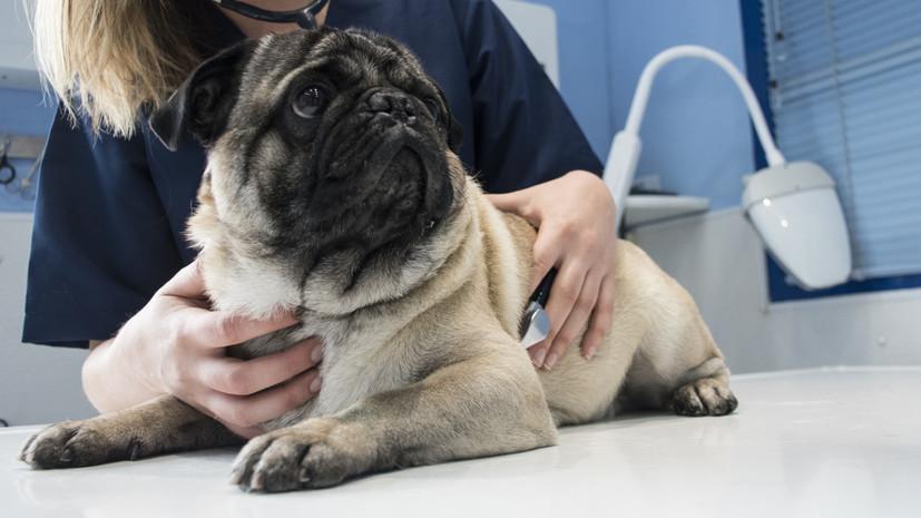 Акция по комплексной вакцинации собак пройдёт в государственных ветклиниках Москвы