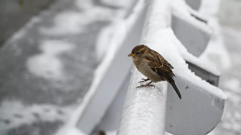 В Курганской области ожидается потепление до +8 °С 17 марта