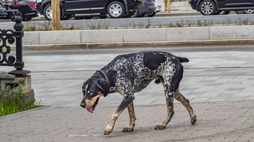 В Москве собрали свыше 1800 предложений по улучшению инфраструктуры для выгула собак
