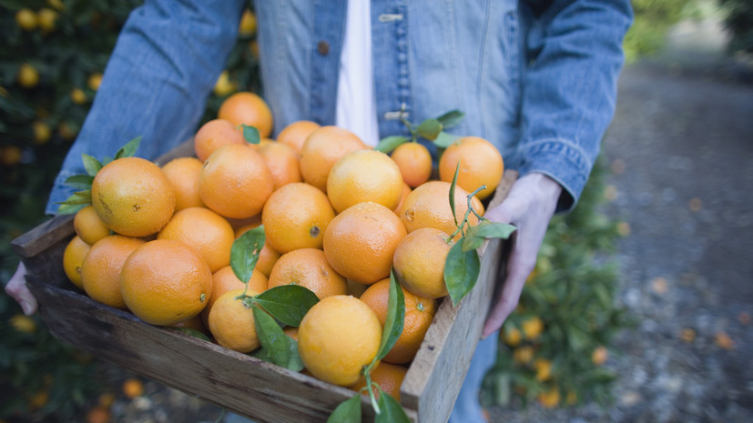 Нутрициолог посоветовала включить в рацион апельсины и сельдерей для борьбы со стрессом