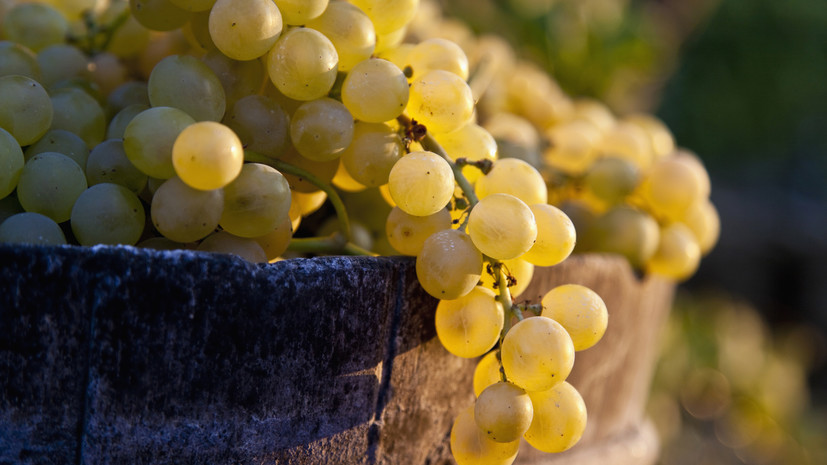 Эндокринолог Мамонтова заявила, что виноград противопоказан некоторым людям с сахарным диабетом