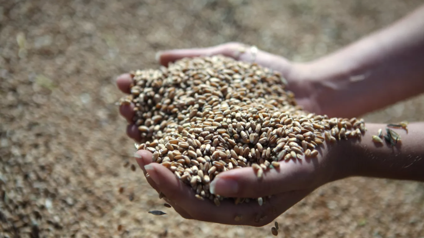 На Украине заявили, что Маскат предложил Киеву открыть зерновой хаб на своей территории