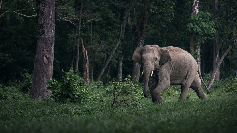 Times of India: девять человек погибли из-за нападений слонов на востоке Индии