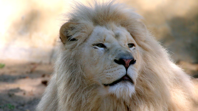 Белый лев Ярос умер в Ярославском зоопарке