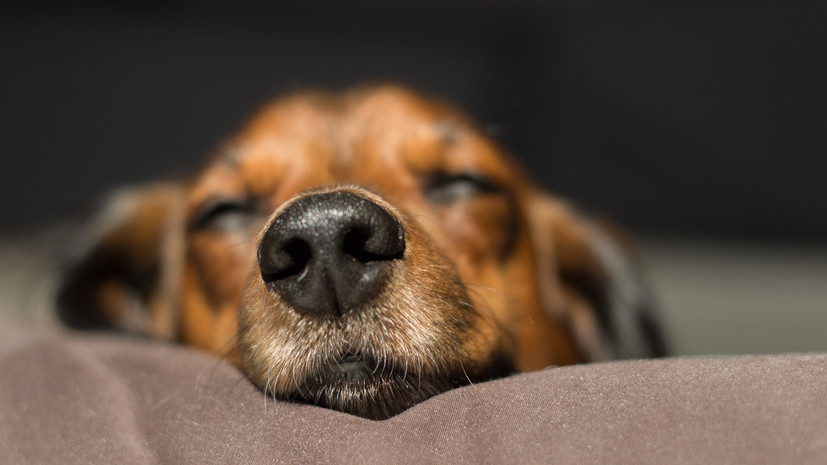 Ветеринар Пригорнева объяснила, что с помощью обоняния собака ориентируется в пространстве