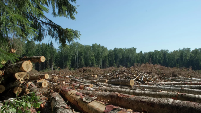 В Удмуртии перед судом предстанет обвиняемый в незаконной вырубке леса на 35 млн рублей
