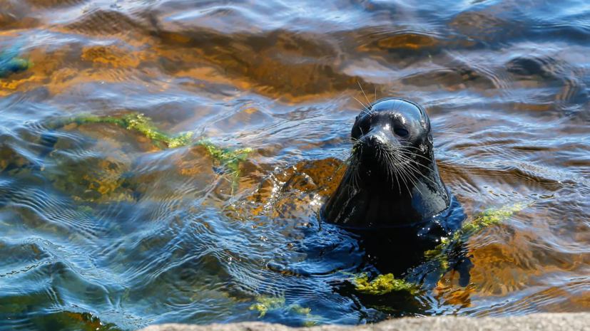 Жителей Петербурга призвали к осторожности из-за вероятности встречи с нерпами