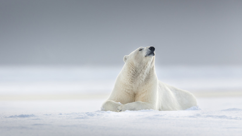 Белая медведица утонула в Омской области из-за инсульта