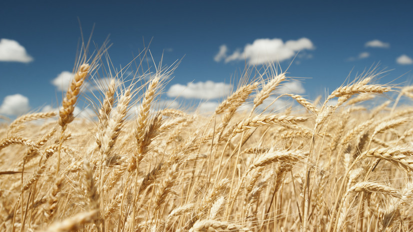 Тесные связи: российские учёные нашли способ повысить урожайность пшеницы с помощью грибков и бактерий