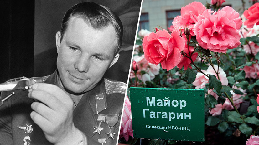 «Его полёт вдохновил всё человечество»: как селекционеры всего мира увековечили в цветах имя Юрия Гагарина