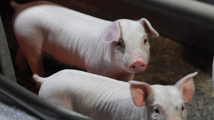 В Белгородской области под обстрел со стороны ВСУ попал свинокомплекс