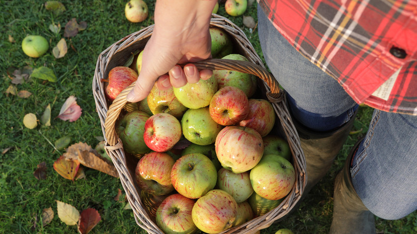 Диетолог Тихомирова назвала яблоки и шампиньоны полезными продуктами для кишечника