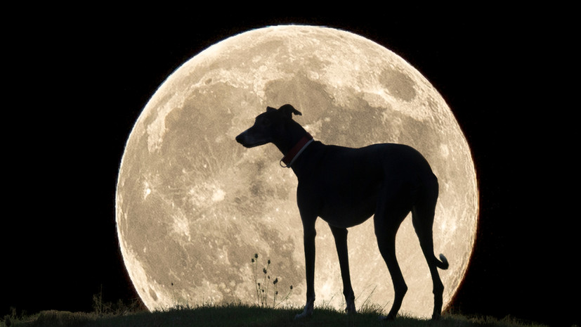 Кинолог Голубев отметил вклад собак в развитие космонавтики