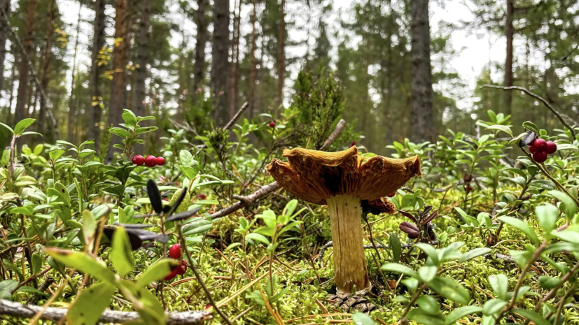 СФ одобрил закон об уголовной ответственности за незаконный оборот растений Красной книги