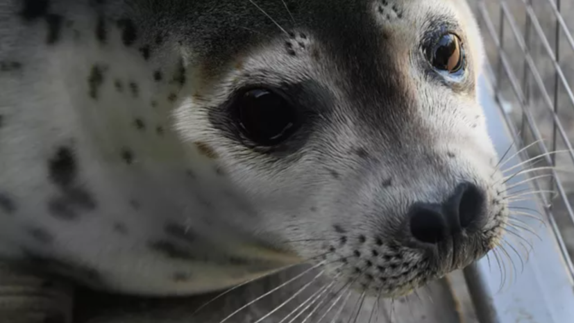 В Выборге спасли истощённого тюленёнка