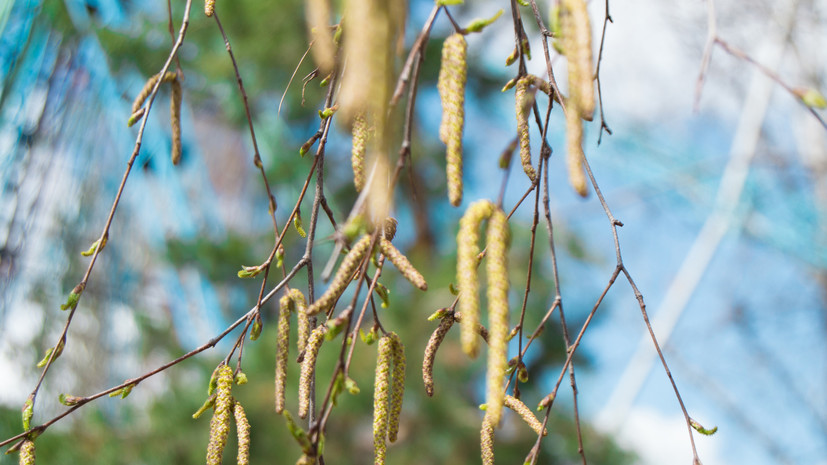 Аллерголог Логина напомнила о неприятных последствиях невылеченного поллиноза