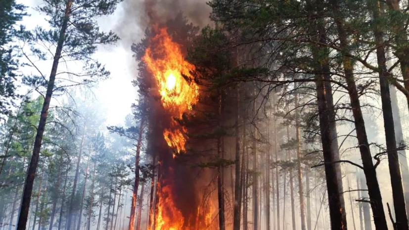 Площадь лесного пожара в Алтайском крае на границе с Казахстаном превысила 20 га