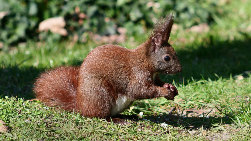 Врач Попова рассказала о возможных опасных последствиях укуса белки