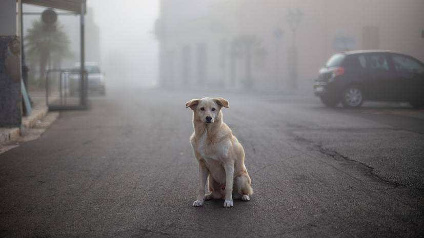 Депутат Бессараб: стерилизация бездомных собак — не решение проблемы