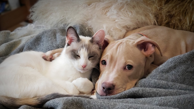 В Москве открылся круглосуточный стационар для домашних животных