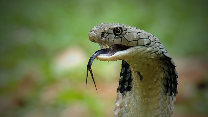 Серпентолог Асафьев призвал не пугать змей