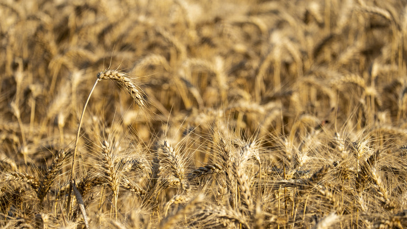 Минсельхоз: урожай зерна в России в 2023 году может составить 123 млн т