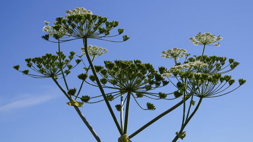 Жители Подмосковья в мае смогут оставлять на «Доброделе» сведения о борщевике