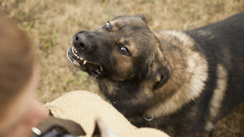 Оренбургские депутаты предложили усыплять агрессивных бездомных собак в ряде случаев