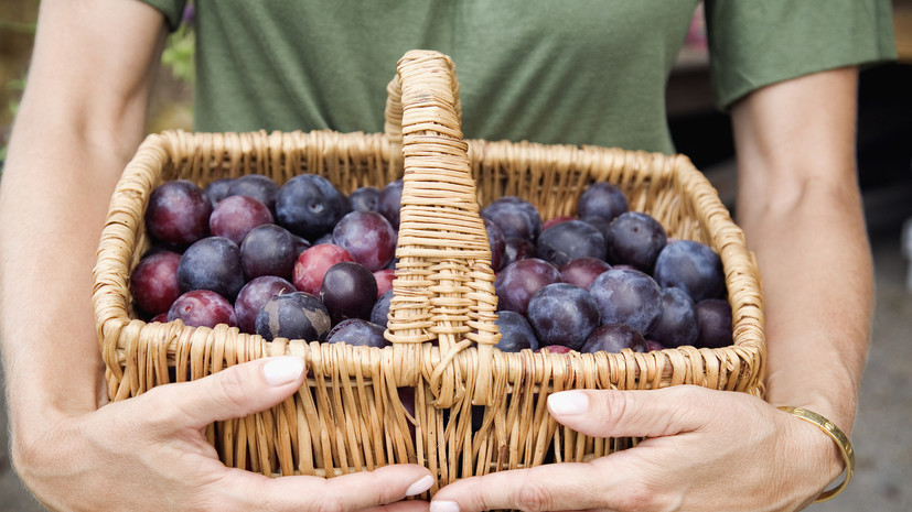 Специалист Крюкова посоветовала дачникам сажать сливу в первой половине мая