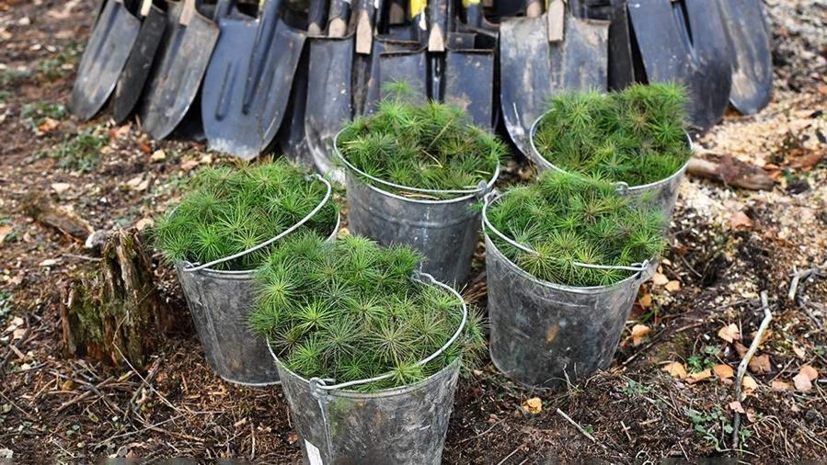 В Удмуртии высадят более 10,6 тысячи га леса в рамках нацпроекта в 2023 году