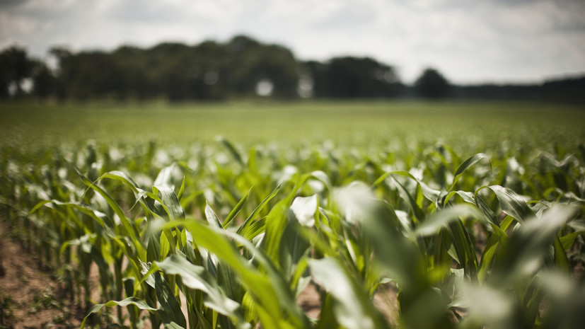 В Калмыкии построят агропромышленный парк