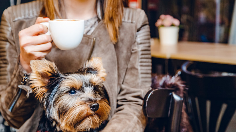 Роспотребнадзор: подзаконные акты могут устанавливать запрет на посещение кафе с животными