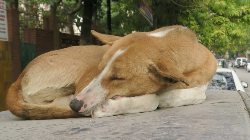 «Известия»: кабмин одобрил законопроект, дающий регионам право усыплять бездомных собак