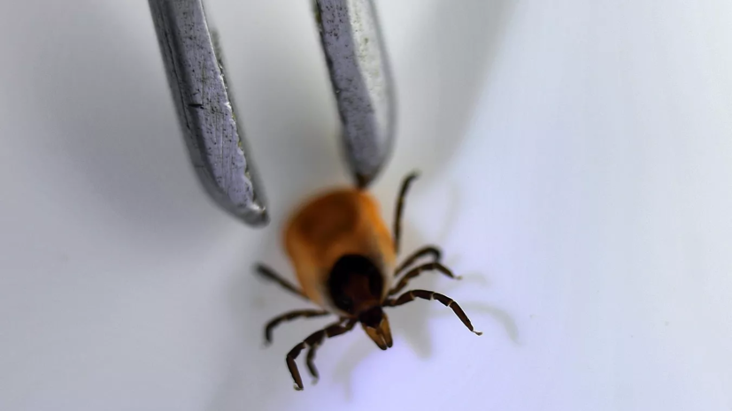 Врач Савельева: экстренную прививку от клещевого энцефалита можно сделать при риске инфицирования