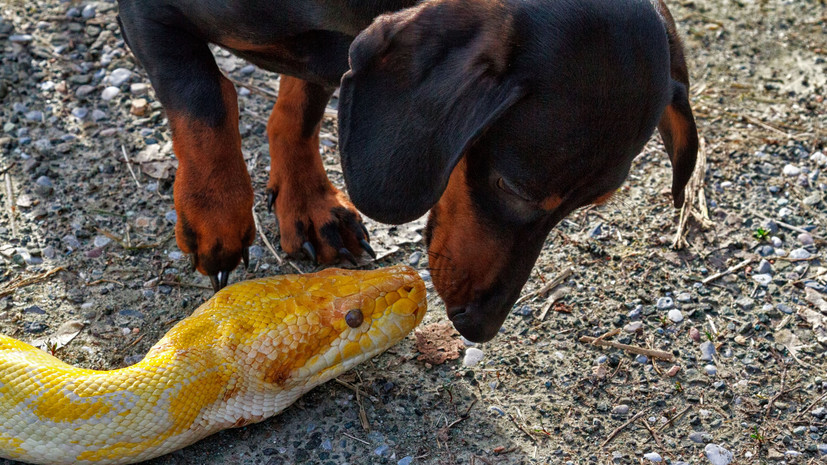 Кинолог Голубев: антигистаминное снизит риск анафилактического шока у собаки при укусе змеи